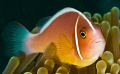   clown fish shot d200subal housing twin inons 60mm lens f16 1250th d200/subal d200 subal @1/250th @1250th @1 250th  